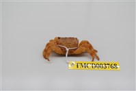 藏品(褶痕厚紋蟹)的圖片